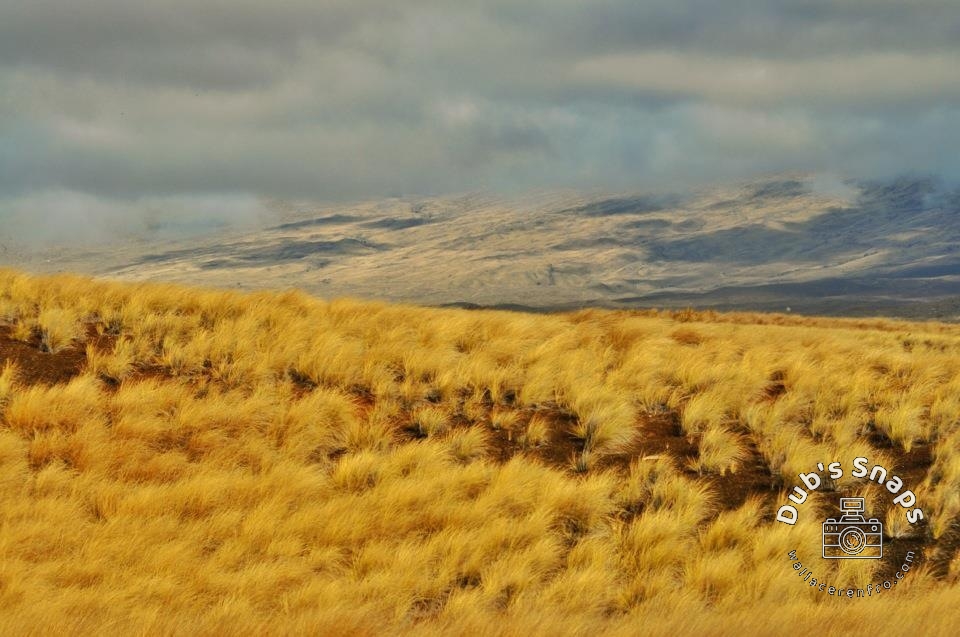 Gold Rush
