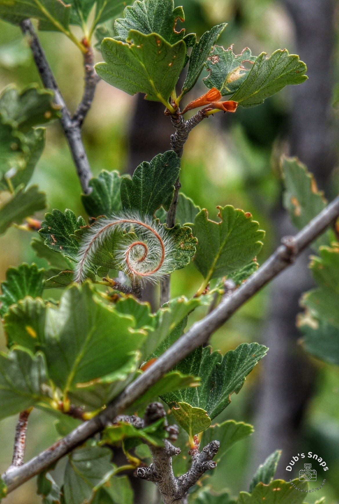 The Beautiful Whirligig